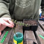 stem-propagation